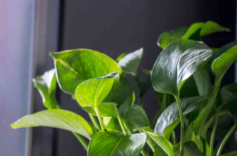 绿萝叶子发黄是什么原因怎么处理,绿萝叶子发黄有什么补救的方法