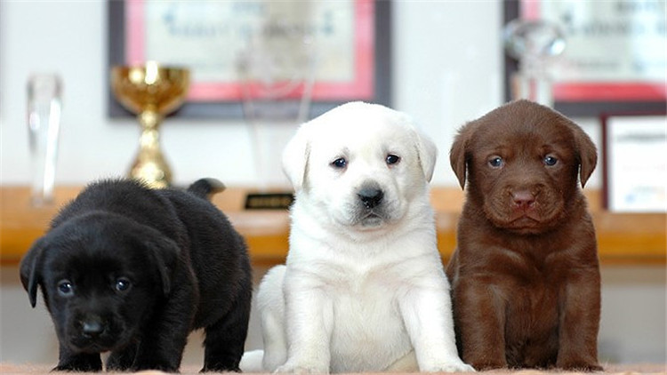 怎么判断小拉拉是纯种的,纯种拉拉和非纯种拉拉的区别