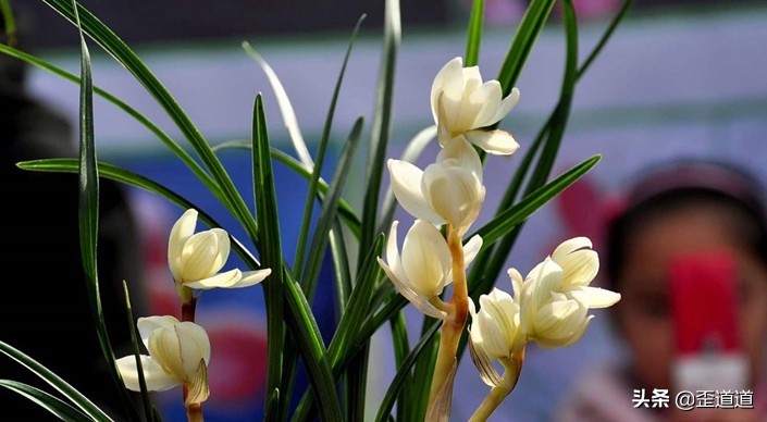 东方神秘玄学有哪些,神秘的东方符咒