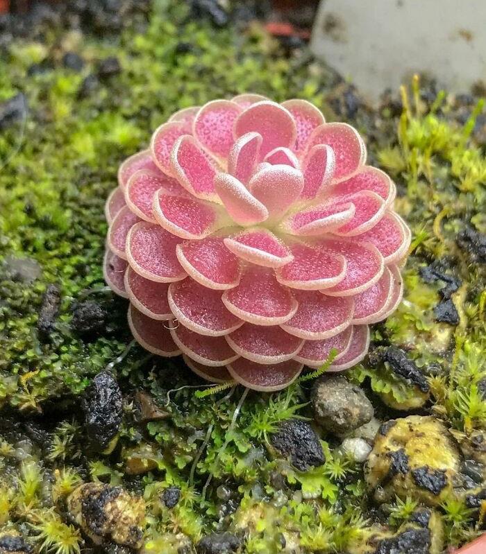 40种国外“活久未见”的花，有的专门吃昆虫，连小青蛙都不放过