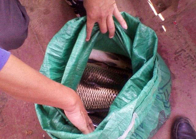 大量储存活鱼的四种方法,活鱼死了直接放入冰箱可以保鲜吗