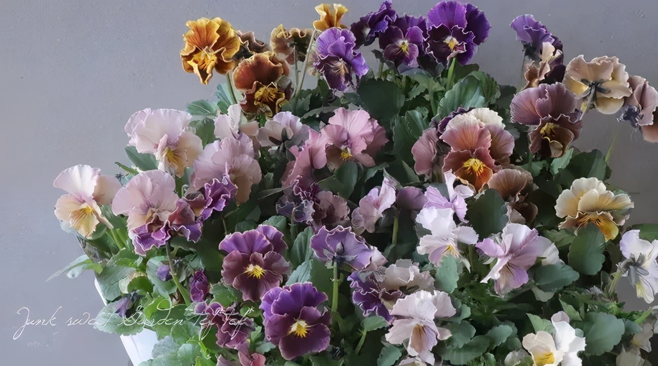 角堇和皱边角堇哪个花大,皱边角堇和穗边角堇的区别