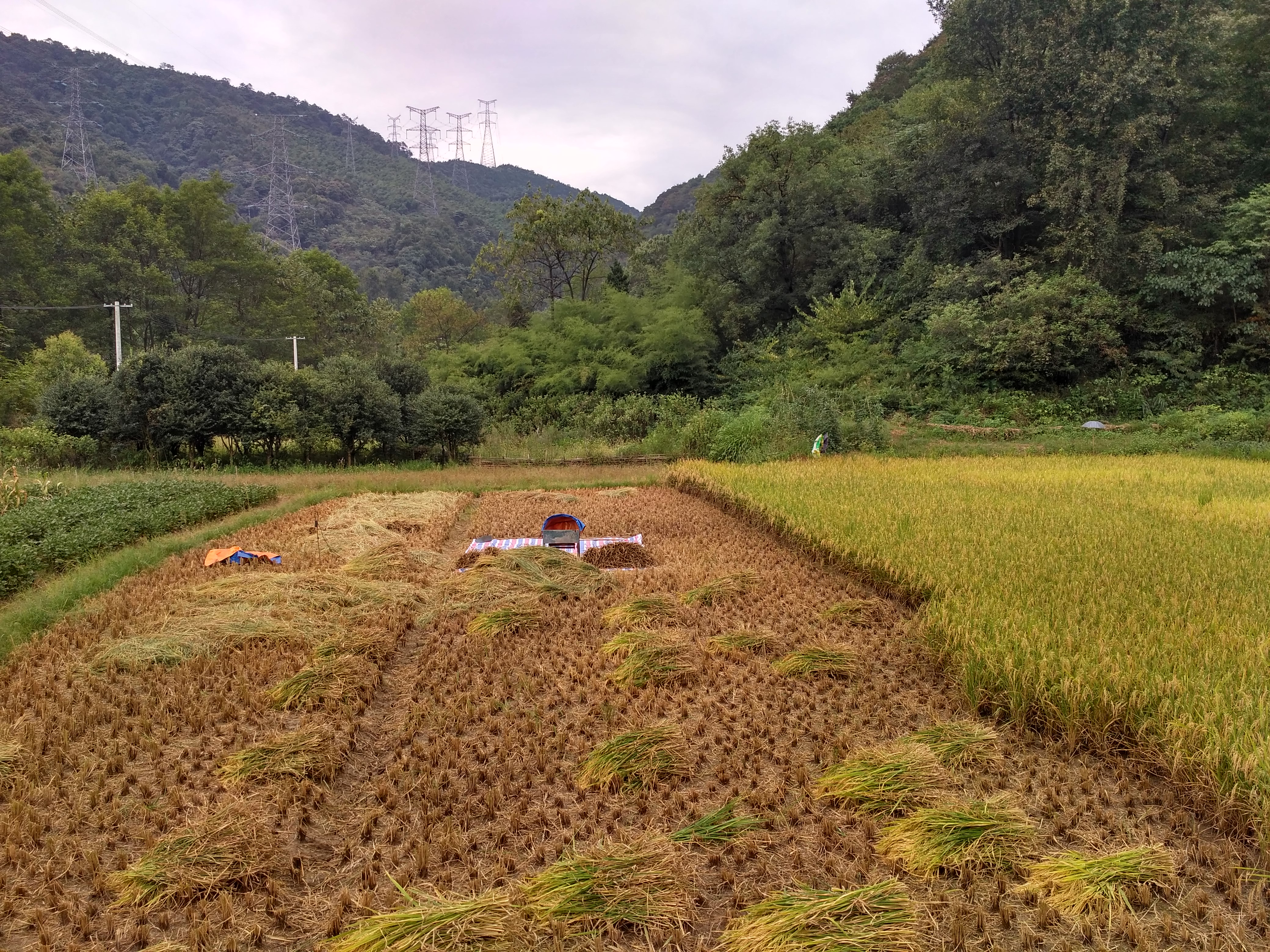 铜陵市义安区天门镇龙云村,安徽铜陵龙云村