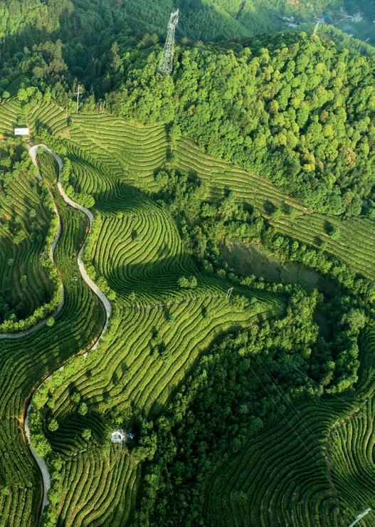 惠明茶是什么茶叶,惠明茶的历史渊源及产地环境