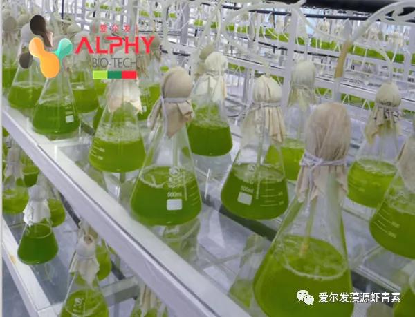 云南爱尔发雨生红球藻虾青素产品,雨生红藻虾青素