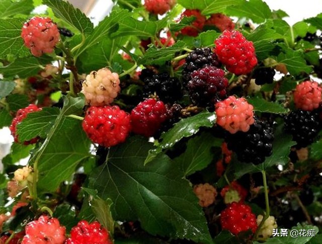 家里种盆栽桑树好吗,桑树盆景几年结果