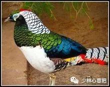 中药图片大全名称,中药图片大全带药名高清