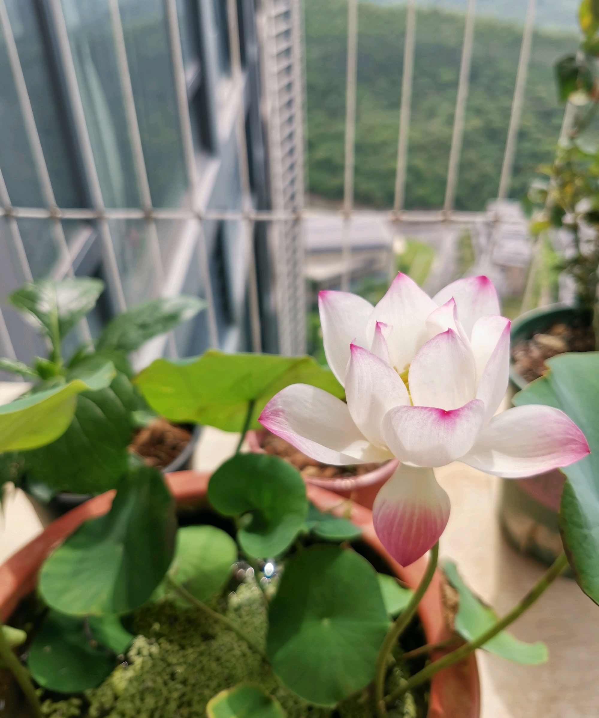 碗莲中花期长的品种,碗莲的花好看吗怎么养活