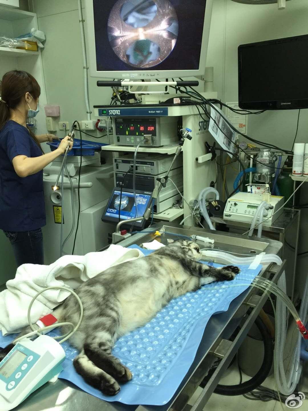 “我居然从猫屁股拽出了一根针！太可怕了！”