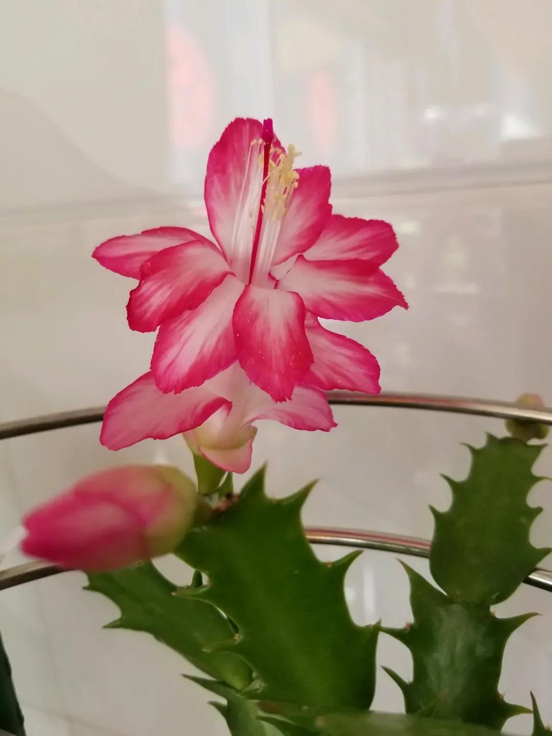 蟹爪兰一盆3个颜色,蟹爪兰100品种图片