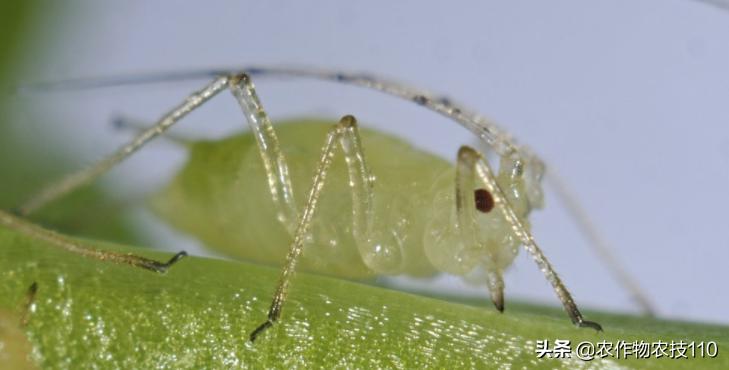 南瓜高产种植，病害重、虫子多；如何防治效果好呢？