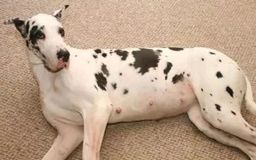 狗狗怀孕怎么处理,怎么看狗狗怀孕了没有