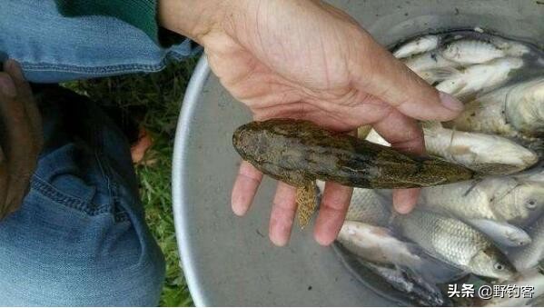 沙塘鳢怎么钓,沙塘鳢什么鱼