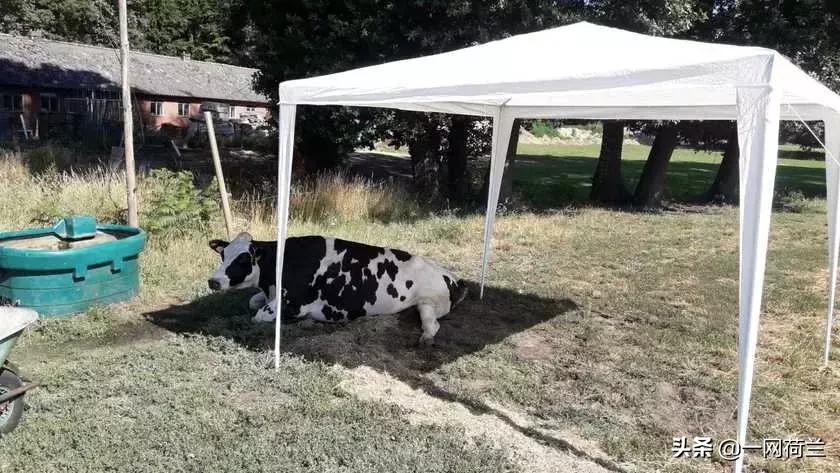 酷热情报:荷兰气温已破历史最高纪录,防暑抗暑计划启动