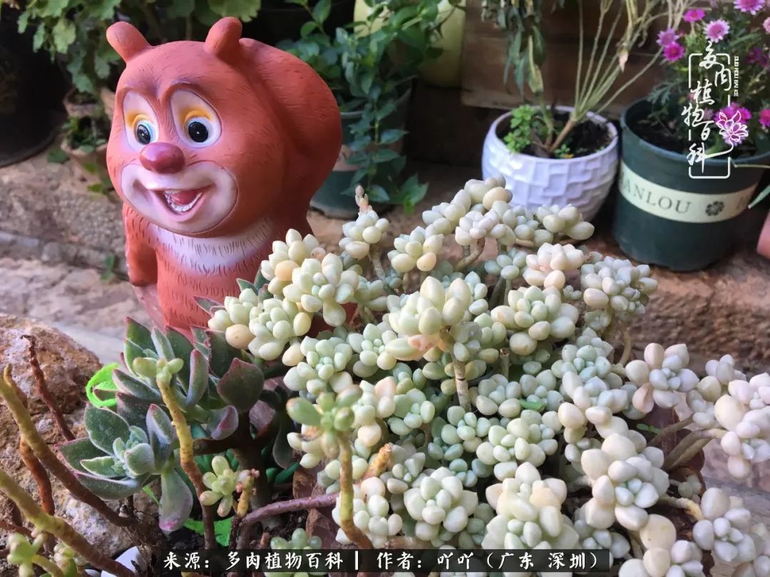 涓冨僵浜戝崡澶氳倝,浜戝崡澶氳倝涔嬫梾