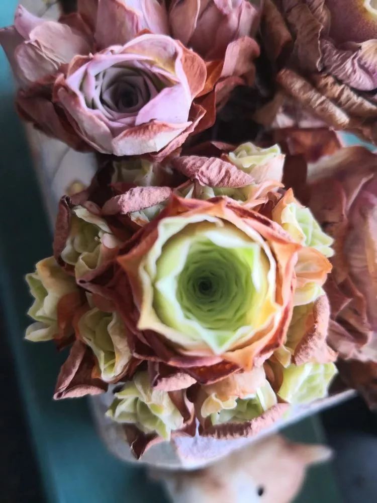 黄玫瑰这么美的风景惊艳到你了吗,优雅漂亮的黄玫瑰图片