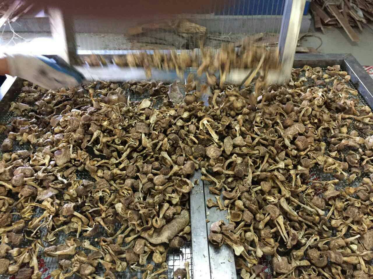 香菇烘干设备哪家技术好,香菇烘干机的优势