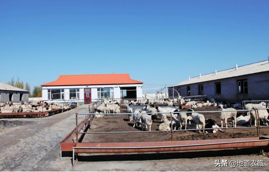 农村庭院经济发展思路,乡村小投资创业项目有哪些