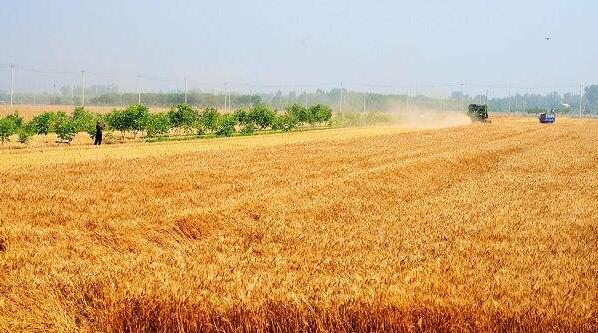 诗歌的收获,有关收麦子的古诗词有哪些