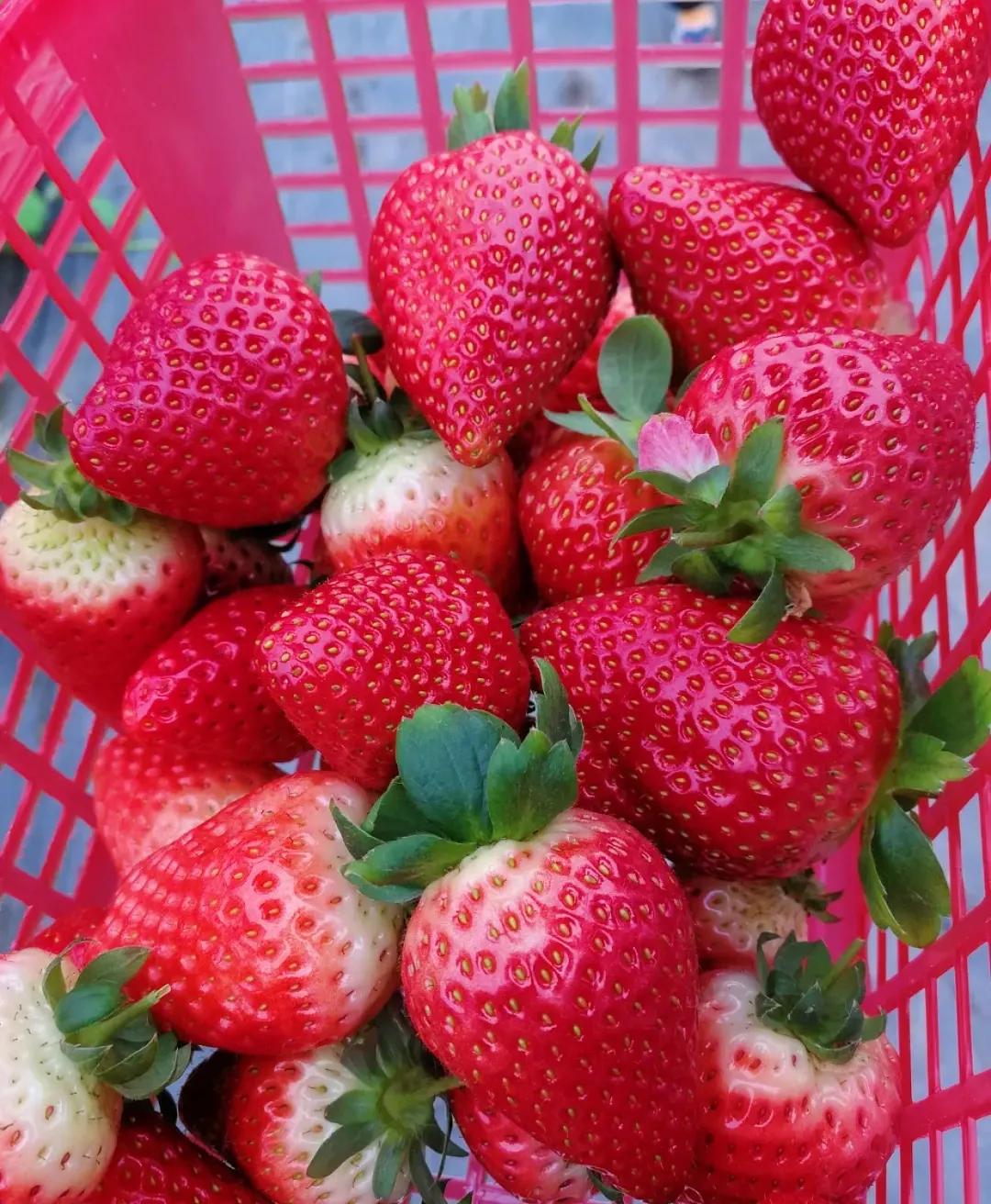 重庆大学城摘草莓的地方,重庆璧山摘草莓的地方推荐