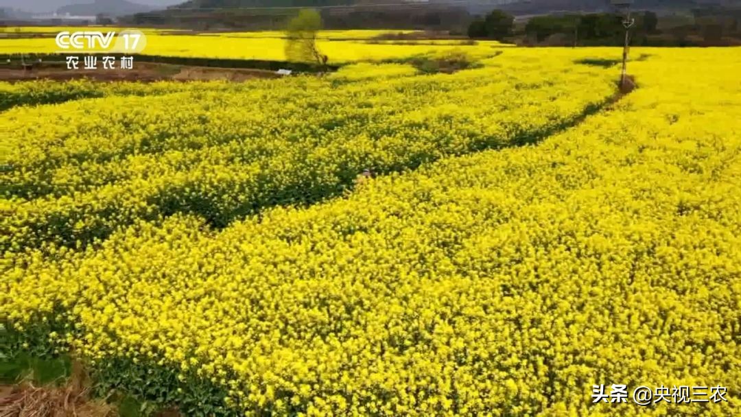 90后的湖北村支书,湖北最硬核村支书