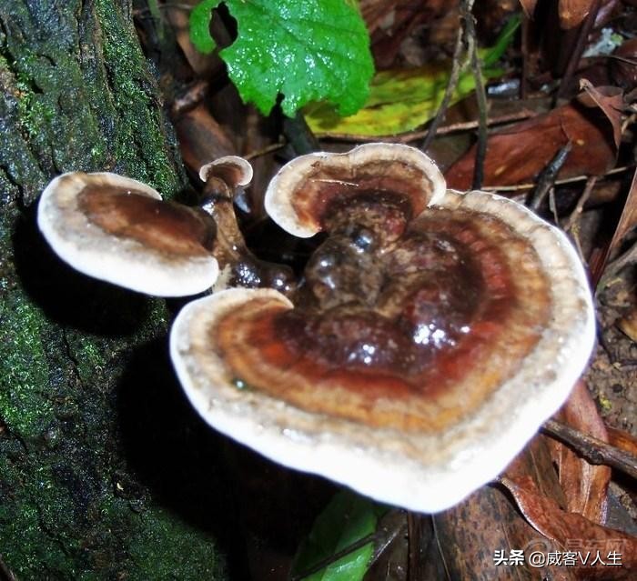 灵芝神草中华瑰宝,中华瑰宝灵芝价格