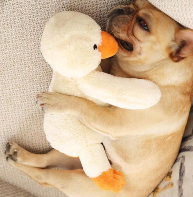 狗狗最爱的7种玩具其实都很便宜,狗狗最喜欢的十大玩具推荐