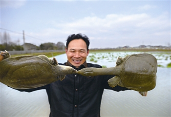 甲鱼养殖技术大全,甲鱼养殖技术一亩多少甲鱼