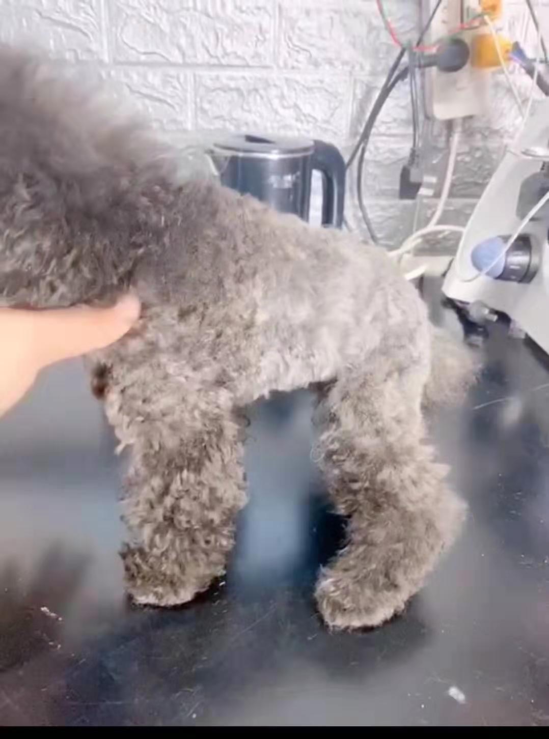 什么样才是真正的茶杯泰迪,如何挑选茶杯体灰泰迪幼犬