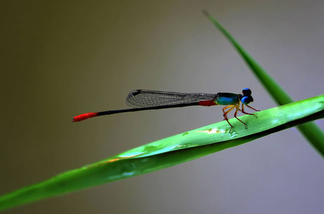 蜻蜓幼虫的各种种类,蜻蜓各种品种都叫什么名字