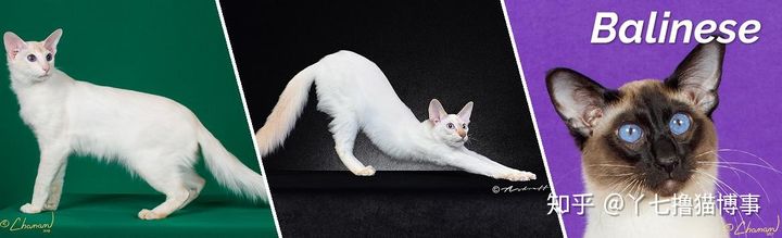 有哪些好看的家养猫,最适合家养的猫咪品种不掉毛