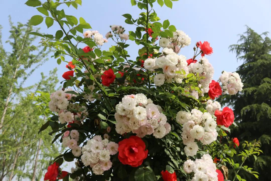 5.17遇见Ta在一起|这里有个不一样的脱单机会，速来~