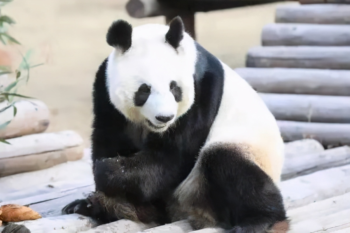 鞍山女神节活动,鞍山女神节鲜花