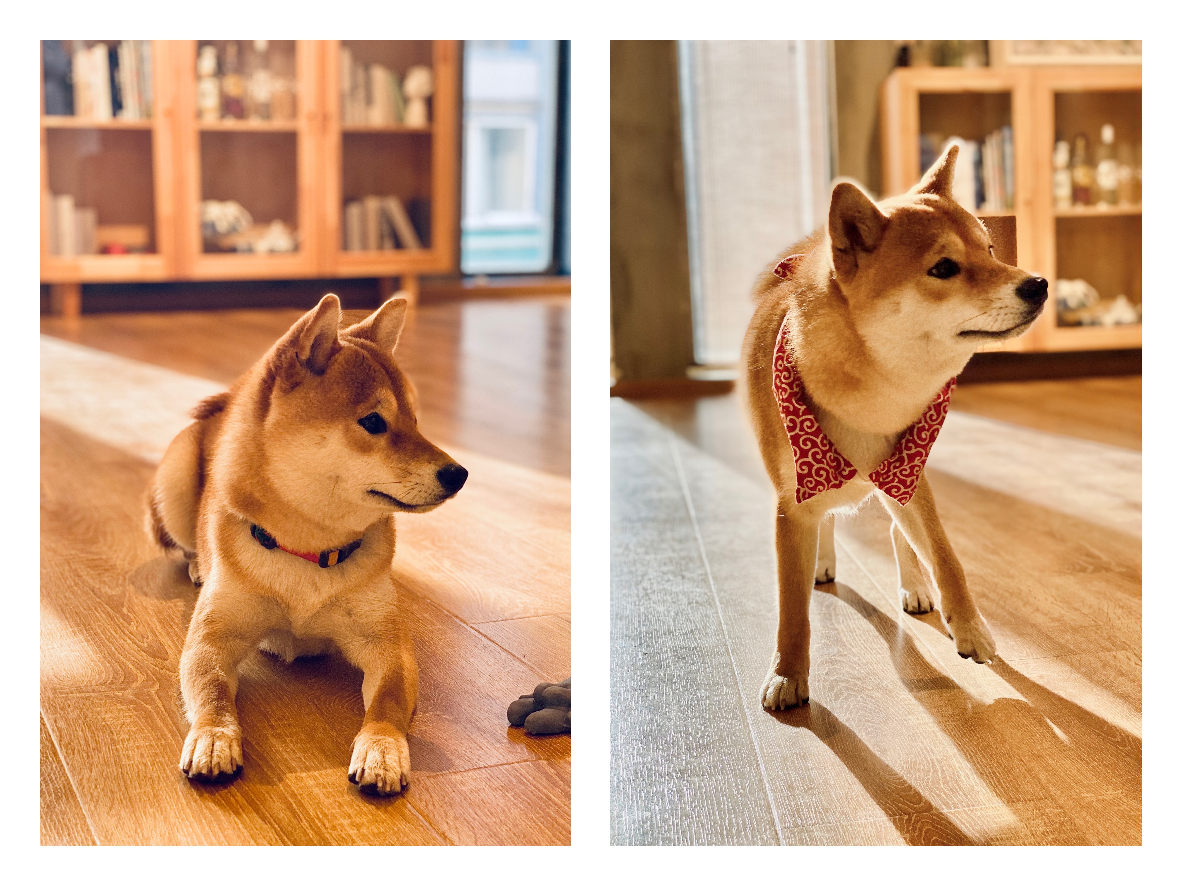 撸动物的网红店顺德,撸小动物的网红店北京世纪金源