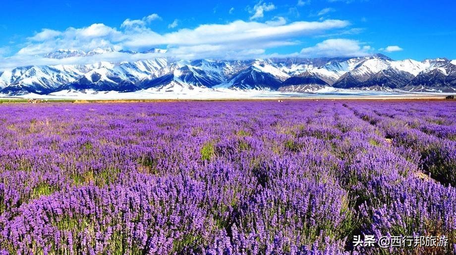 哼，又想「骗」我去*疆新**旅游！