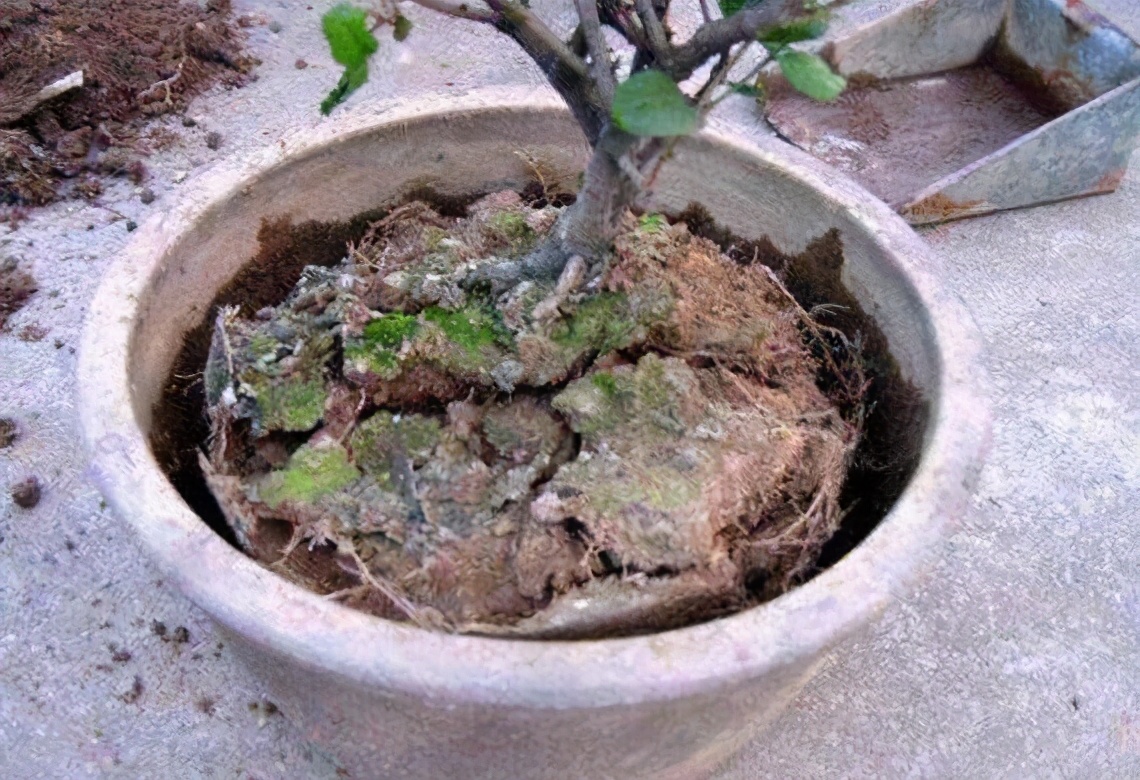 怎么让花盆土壤变酸性土壤呢,花盆土壤快速变疏松最简单方法