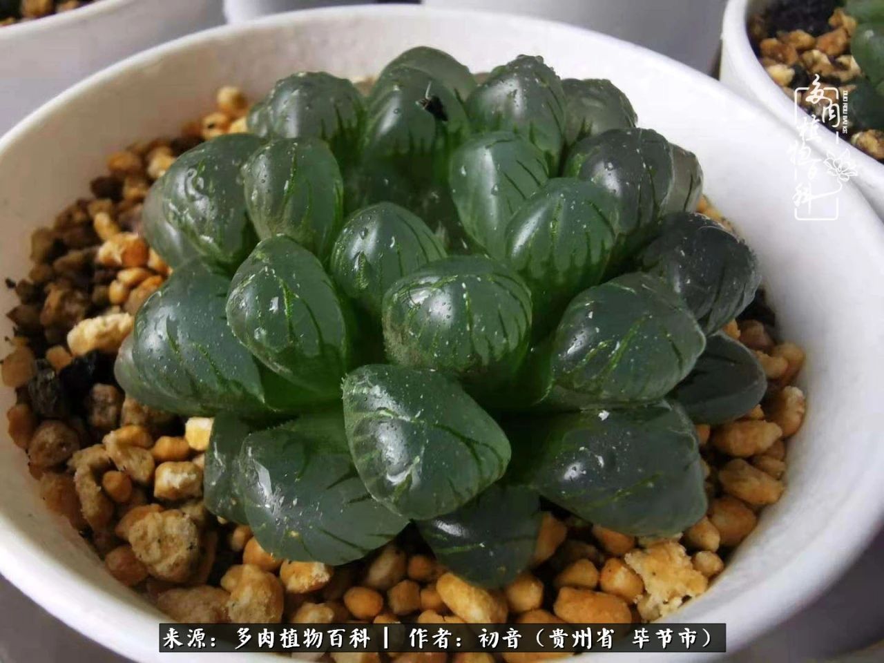 和多肉共度美好时光,与多肉一起成长