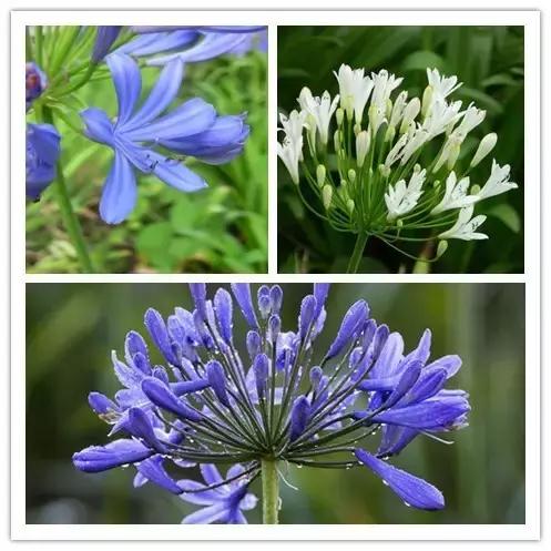 史上最全的花卉介绍，认识超过30种以上绝对是大神