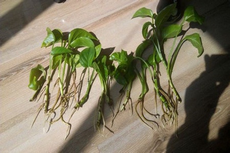 谁说绿萝知识浇浇水?很多人都养错了,绿萝应该这么养