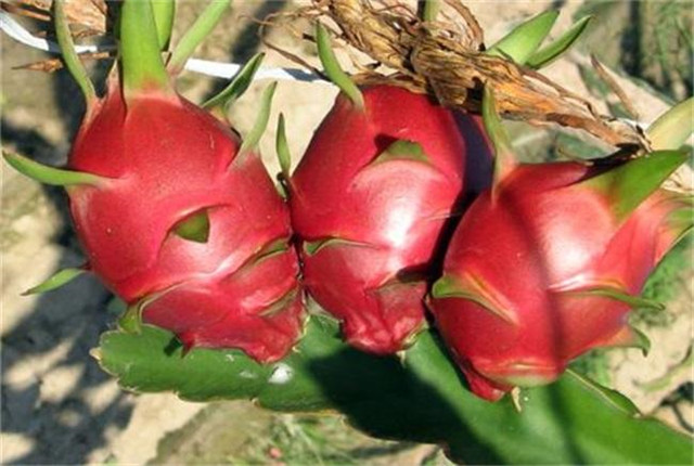 红肉火龙果怎么种,红肉火龙果的种植方法