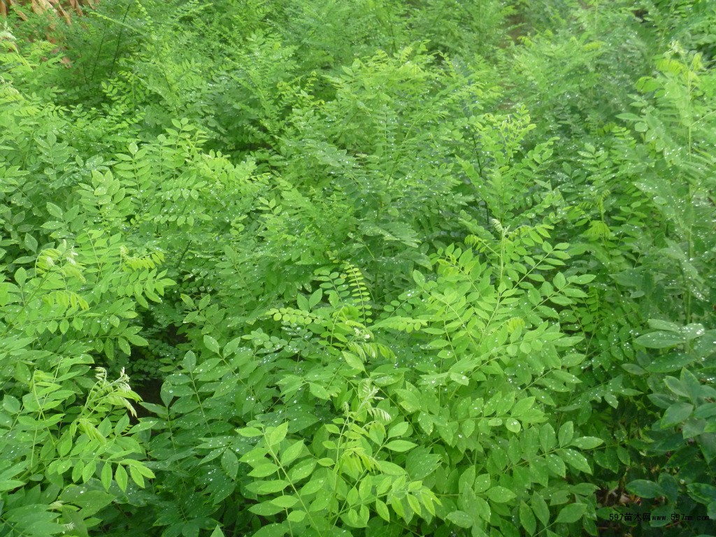 国槐与其它槐树有什么区别,槐树为什么称为国槐