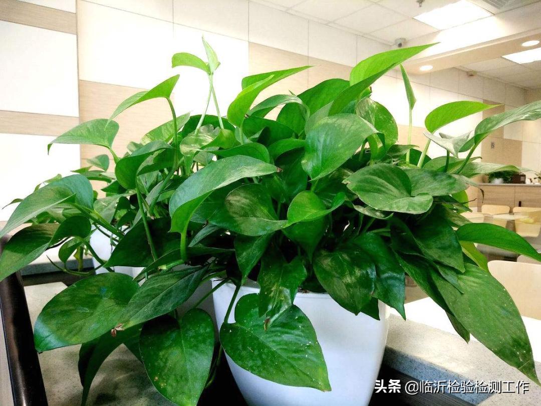 新房室内燃碳能去除甲醛吗,室内新房装修去除甲醛有效的方法