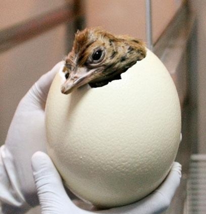 养殖鸵鸟怎么养殖得快些,为什么不建议养殖鸵鸟