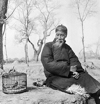 手养鸟和笼养鸟繁殖,手养鹦鹉跟笼养的区别