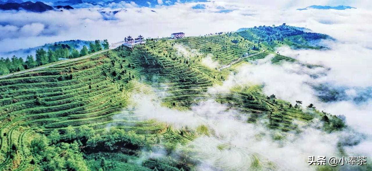 你一定要知道的中国十大名茶