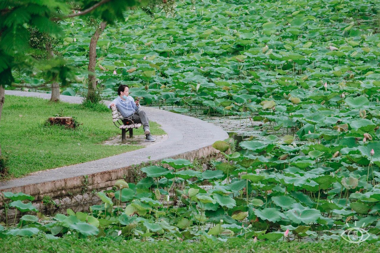 深圳洪湖公园7月18号还有荷花吗,深圳洪湖公园现在有荷花开吗