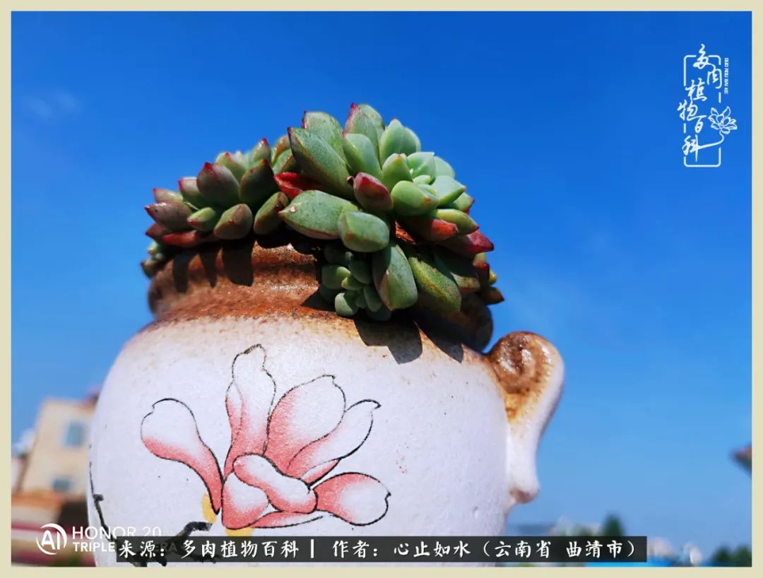 景德镇精品拇指多肉盆,轻奢多肉拇指盆3.5