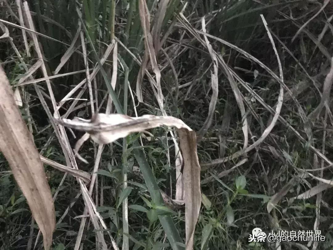 大草龟和小草龟谁好养,变异草龟和草龟的区别