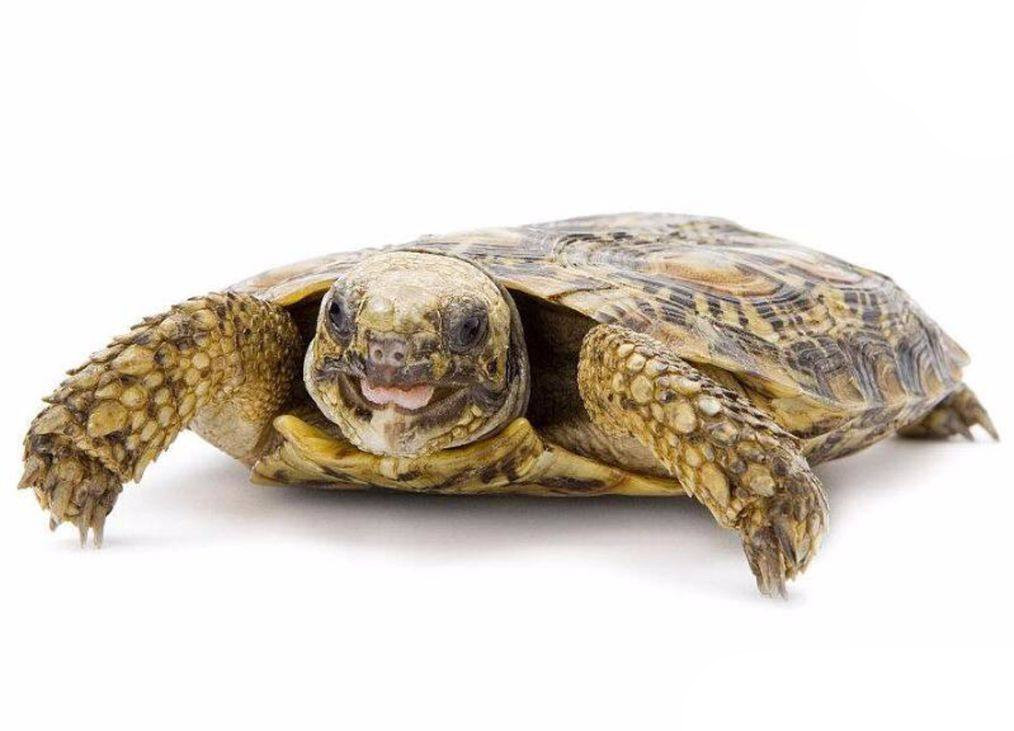 牢底坐穿系列,养一只就会坐牢,快看下你家有没有这些乌龟