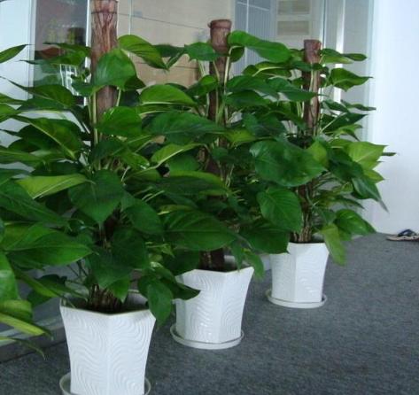 办公室内绿植租摆有哪些好处,办公室绿植租赁怎么摆放